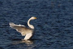 David Plant Photography - Wildlife Photographer - Whooper swan with wings spread - W